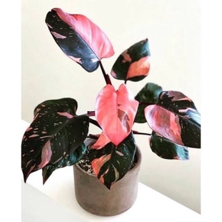 Philodendron Pink princess💕พิงค์ปริ๊นเซส💕ไม้ด่าง ไม้ฟอกอากาศ ไม้ประดับ💕