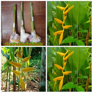 (1หน่อ)(ขาย หน่อพันธุ์) ดอก ต้น หน่อ เหง้า Heliconia Lutea เฮลิโคเนีย ลูที สี เหลือง Nokair