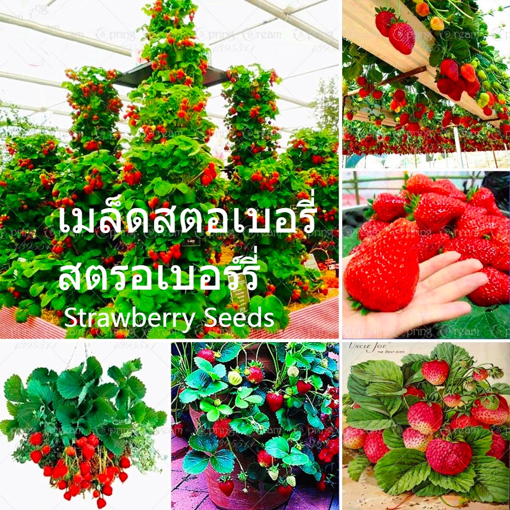 แคปซูล-สตรอเบอร-เมล็ดสตอเบอรี่-strawberry-fruit-seeds-plants-สตอเบอร์รี่สดๆ-เมล็ด-นี่มันเมล็ดพืช-ไม่ใช่พืช