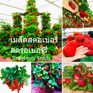 แคปซูล สตรอเบอร เมล็ดสตอเบอรี่ Strawberry Fruit Seeds Plants สตอเบอร์รี่สดๆ เมล็ด（นี่มันเมล็ดพืช ไม่ใช่พืช!）