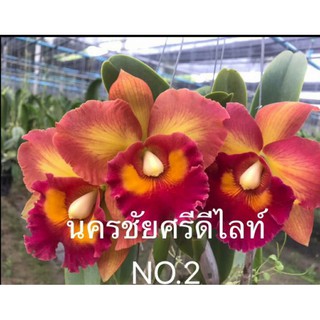 สินค้า กล้วยไม้แคทลียา นครชัยศรี ดีไลท์ NO.2 กระถาง 3.5 นิ้ว(ส่งแบบไม่มีดอก ขนาดตามภาพตัวอย่าง