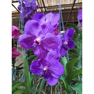 ต้นกล้วยไม้แวนด้า พัชรบลู สีม่วง (Vanda Patchara Blue Orchid Plant) ต้นติดดอกแล้ว ส่งสินค้าตามรูป