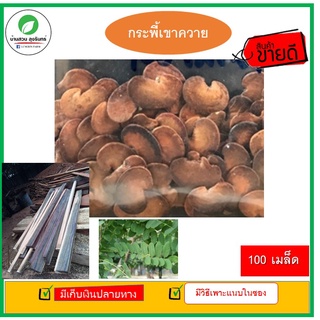 เมล็ดกระพี้เขาควาย คัดเมล็ด แกะเมล็ดแล้ว 100 เมล็ด [มีวิธีเพาะแนบในซอง]