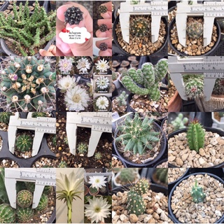 🌵แคคตัส🌵เด็ดสด/ชำมีราก(ส่งเปลือยราก)⚠️ขั้นต่ำ50.-ไม่รวมค่าส่ง คละได้⚠️