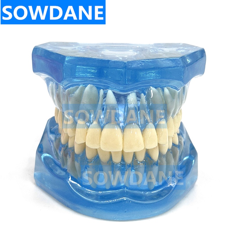 1pc-dental-standard-tooth-model-orthodontic-model-for-patient-communication-dental-study-clinic-model-tool