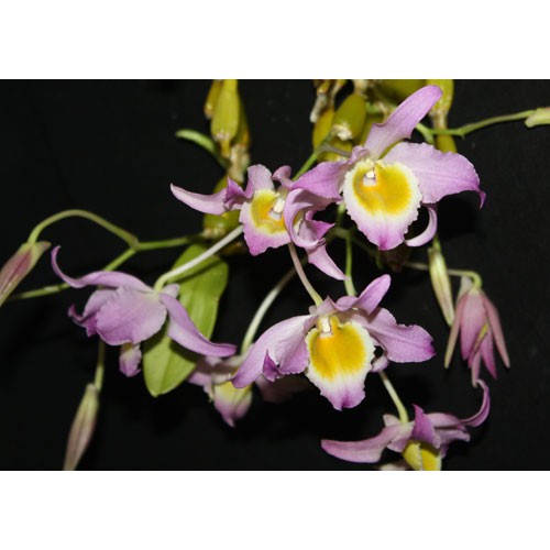 กล้วยไม้ดอกสวย-เอื้องพวงหยก-dendrobium-findlayanum-1-กระถาง