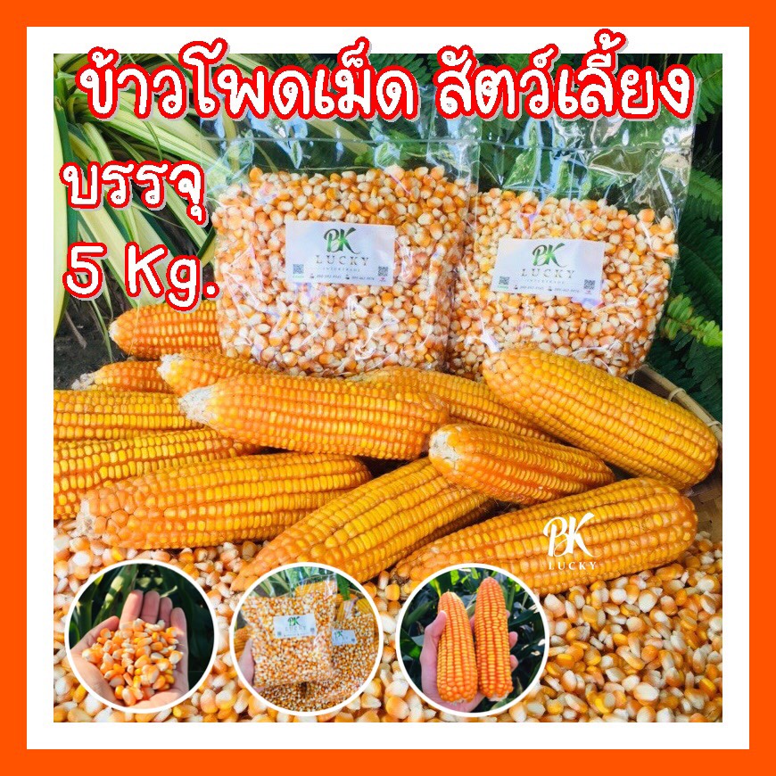 ข้าวโพดเม็ด-เม็ดเต็ม-5-กิโลกรัม-เลี้ยงสัตว์-พันธ์-888-999-339-และ-s7-อาหารสัตว์-ข้าวโพดบด-อาหารนก-อาหารไก่-สัตว์เล็ก-คัด