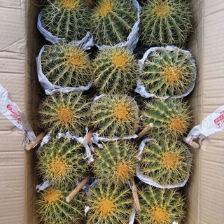 [ยกลัง] Cactus ถังทอง ขนาด 11-13 ซม กระบองเพชร แคคตัส