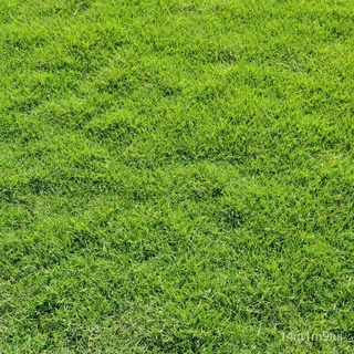 [10,000 เมล็ด] เมล็ดหญ้าไต้หวัน เมล็ดพันธ์หญ้า Taiwan Lawn Grass Seeds เมล็ดหญ้าสนาม เมล็ด หญ้าสนามกอล์ฟ และ หญ้าสวนแอปเ