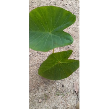 colocasia-บอนลายสีเหลือง-ต้นเหลือง-สวยมาก-ตัดใบส่ง