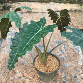 แก้วหน้าม้า Alocasia pseudo sanderiana [กระถาง12นิ้ว]