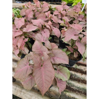 ต้นออมชมพู (syngonium pink) ขนาด5-6นิ้ว ไม้ฟอกอากาศ🍀