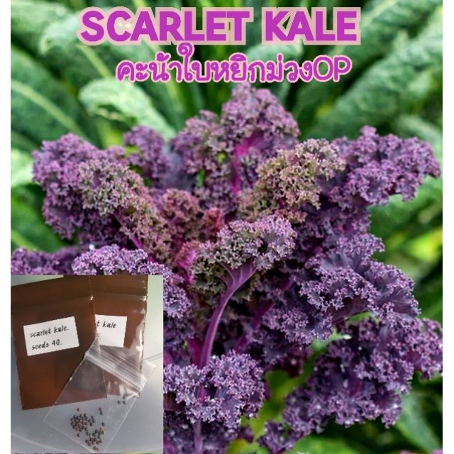 120-เมล็ด-เคล-ม่วง-คะน้าใบหยิกม่วง-สกาเล็ตop-kale-scarlet-op-เมล็ดพันธุ์
