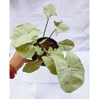 Syngonium Moonlight ตระกูลออมใบเงิน ใบสีขาวใหญ่ เรียกทรัพย์