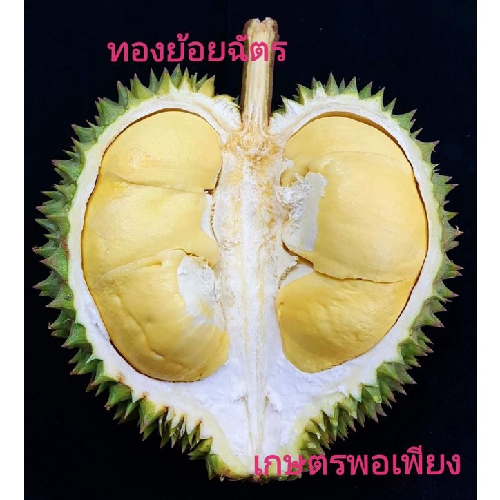 ทองย้อย-ฉัตร-1-ใน9-ทุเรียน-โบราณ-พันธุ์-แท้-หายาก-ยิ่งชาวสวนที่มีหวงพันธุ์-มาก-ปลูกง่าย-ทนโรคโตไวรสชาดอร่อย-ทรงกระโดง