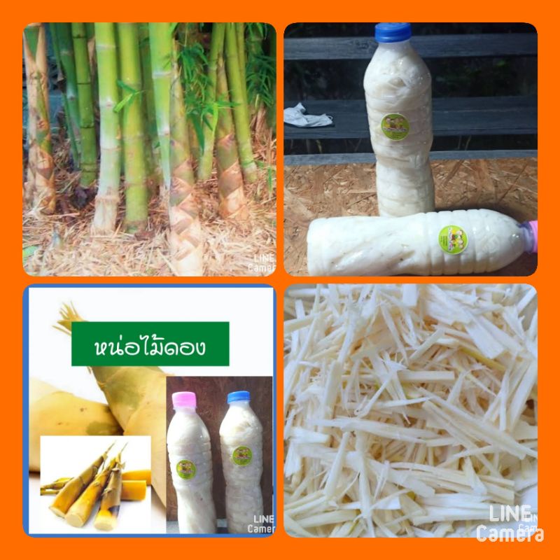 หน่อไม้ดองพื้นบ้าน-หน่อไม้ดองเกลือ-หน่อไม้ดองบรรจุขวด