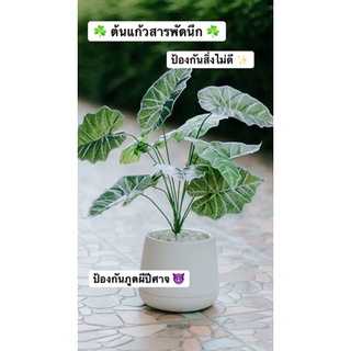 🌿 ต้นแก้วสารพัดนึก ต้นไม้มงคล ต้นไม้ปลอม🌿