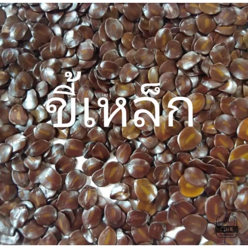 เมล็ดพันธุ์ต้นขี้เหล็ก-เมล็ดพันธุ์ต้นขี้เหล็กขาว-เม็ดพันธุ์ขี้เหล็ก-ถุงล่ะ500เมล็ด