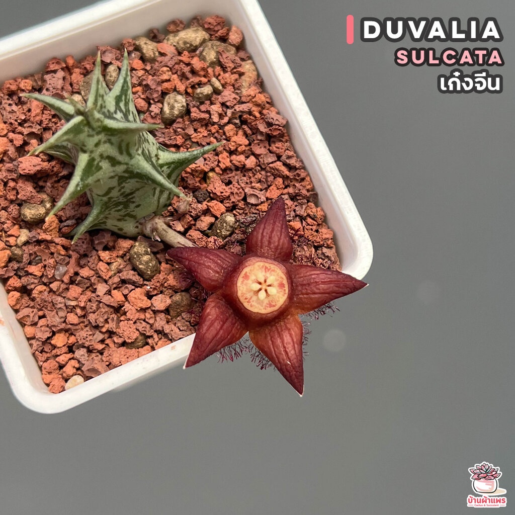 เก๋งจีน-duvalia-sulcata-แคคตัส-กระบองเพชร-cactus-amp-succulent