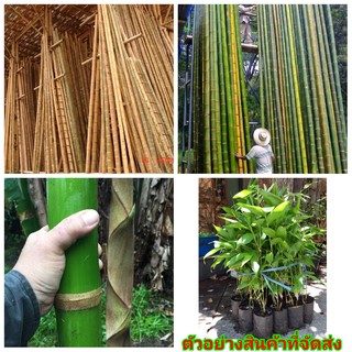 (1ต้น) (ต้นพันธุ์) ไผ่เก้าดาว ไผ่ ต้นไผ่ bamboo Guadua angustifolia Kunth หนามน้อย ( Guadua angustifolia Kunth less tho