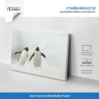 ภาพพิมพ์แคนวาสพรีเมี่ยม รูปสัตว์ นกเพนกวิน ตกแต่งบ้าน ความละเอียดสูง 2400x2400dpi