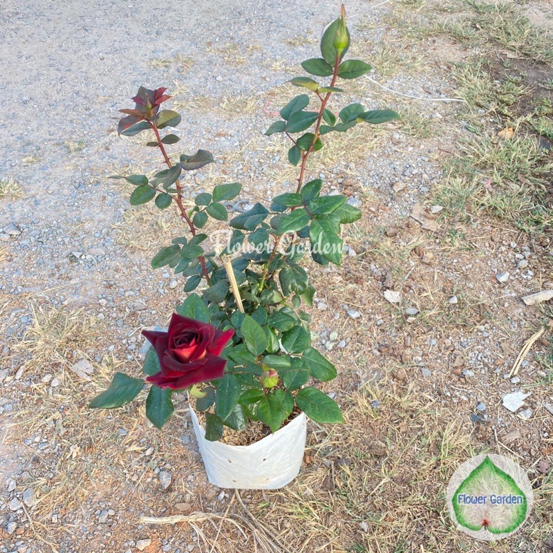 flower-garden-f447-กุหลาบ-ดาร์คไนท์-dark-night-rose-สีแดงเข้ม-กุหลาบตัดดอก