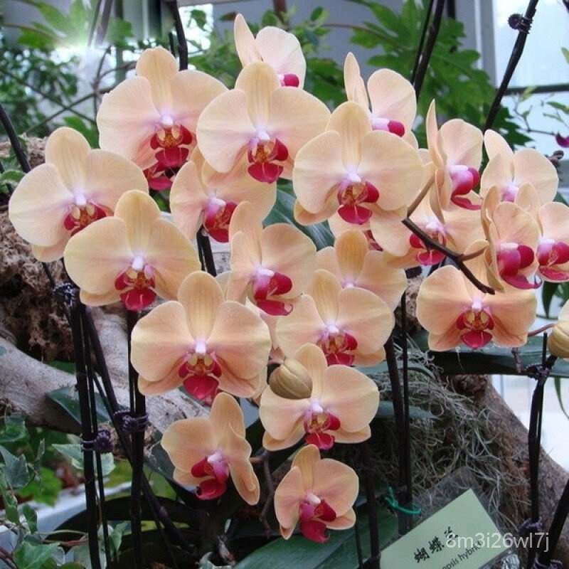 เมล็ดพันธุ์-ถูก-คละ-เมล็ดพันธุ์-ฟาแลนนอปซิส-phalaenopsis-seeds-orchid-mixed-flower-seeds-กล้วยไม้-เมล็ดพันธุ์คุณ-3mh6