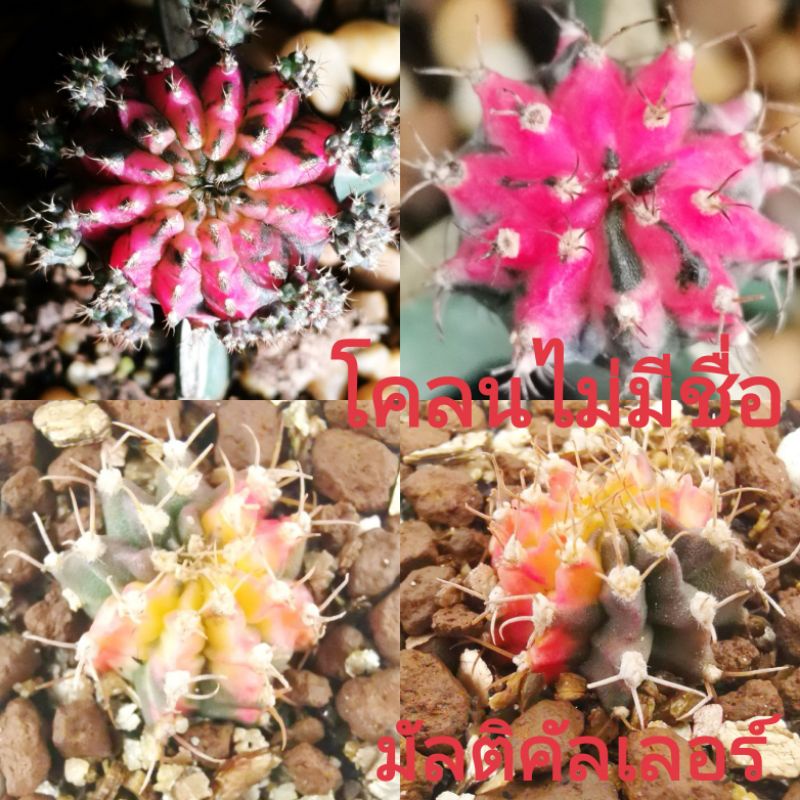 มัลติคัลเลอร์-โคลนไม่มีชื่อ-ไม้กราฟ-gymnocalycium-ยิมโนด่าง-แคคตัส-กระบองเพชร-cactus-amp-succulent-คริส