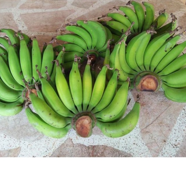 รูปภาพของกล้วยเล็บมือนางพันธุ์จากชุมพรปลอดสารหวีละ 15-20 บาท 5แถม1 เนื้อแน่นทานอร่อย(ขอขั้นต่ำ 2หวีนะคะ)ลองเช็คราคา