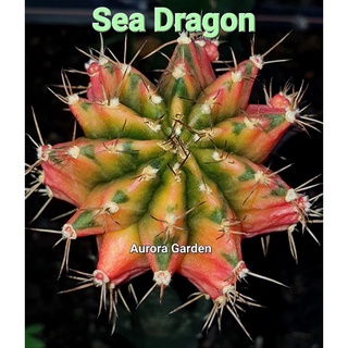 ไม้กราฟ แคคตัส ยิมโน ซีดราก้อน (Sea Dragon)