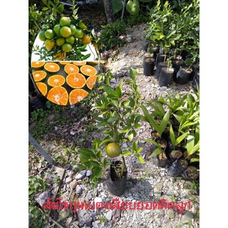 ต้นส้มโชกุนเบตงเสียบยอดแบบติดลูก(1ต้น/แพค)สูง70-80ซม.รสชาติหวานอมเปรี้ยว เนื้อนุ่มไม่มีกาก เนื้อส้มจะมีสีส้มอมแดง