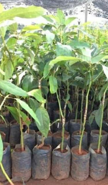 ต้นโวกาโด้-พันธุ์-แฮส-hass-avocado-กล้าละ-250-กล้าเสียบยอด-สูงประมาณ-40-ซม