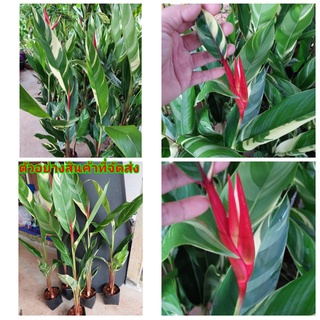 (1ถุงดำ)(ขาย ต้นพันธุ์) ดอก ต้น เฮริโคเนียดอกแดง    เฮลิโคเนีย ดอก สี แดง heliconia Pimvimon