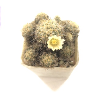 กระบองเพชร แคคตัส แมมเม็ดพริก Mammillaria prolifera หนามเหลือง