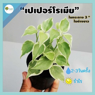 ภาพหน้าปกสินค้า[ต้นไม้จิ๋ว] ต้นเปเปอร์โรเมีย ในกระถาง 3 นิ้ว ไม้ฟอกอากาศจิ๋ว ใบด่างขาว ที่เกี่ยวข้อง