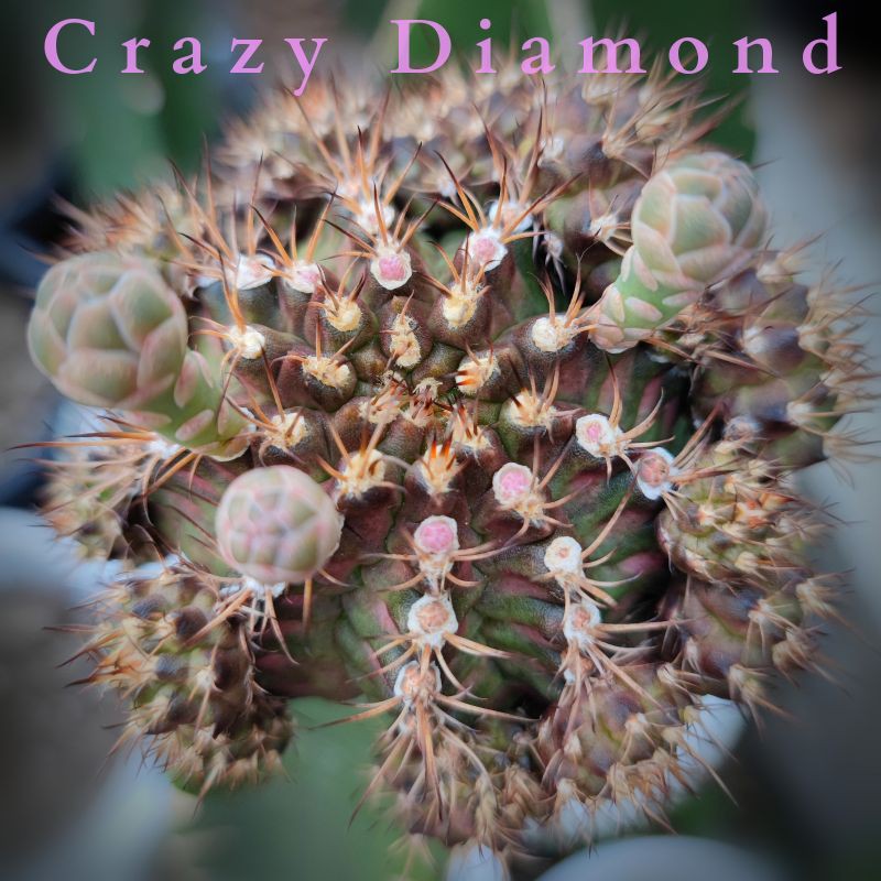 แคคตัสcrazy-diamond-สินค้าแนะนำ-ไม้กราฟแข็งแรงพร้อมปลูก-ไม้ให้หน่อแล้ว-ส่ยชำหน่อไม่ควรพลาด