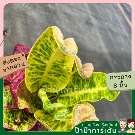 โกสน-เทพารักษ์ส่งพร้อมกระถาง-8-นิ้ว