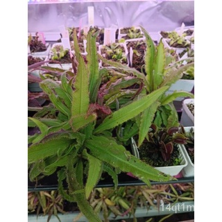 Drosera Adelae live plant (sundews) carnivorous plant向日葵/花园/上衣/玫瑰/鲜花/帽子/文胸/香菜/生菜/种子//กุหลาบ DXOF