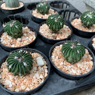 [ถูกสุด] Cactus คลื่นสมอง ไม้เมล็ด กระบองเพชร แคคตัส