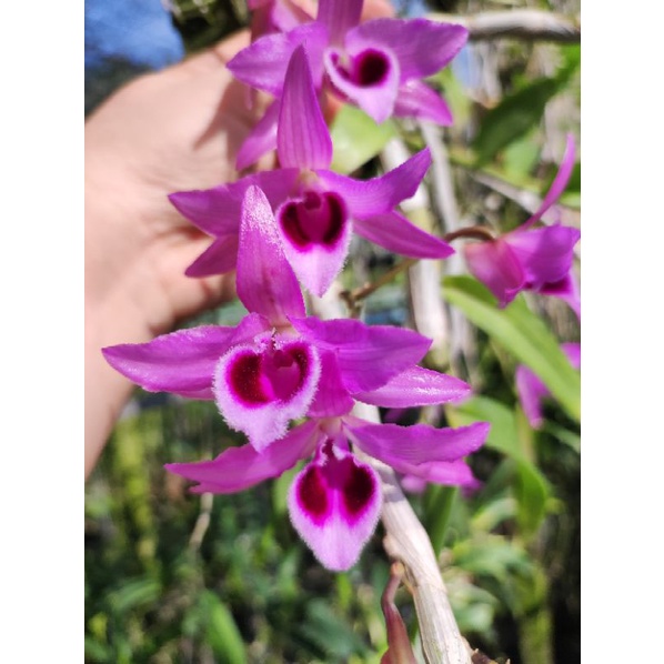 กล้วยไม้น่าสะสม เนสเตอร์ Den.Nestor เอื้องสายหลวง x ครั่งสั้น ดอกหอม มี ...