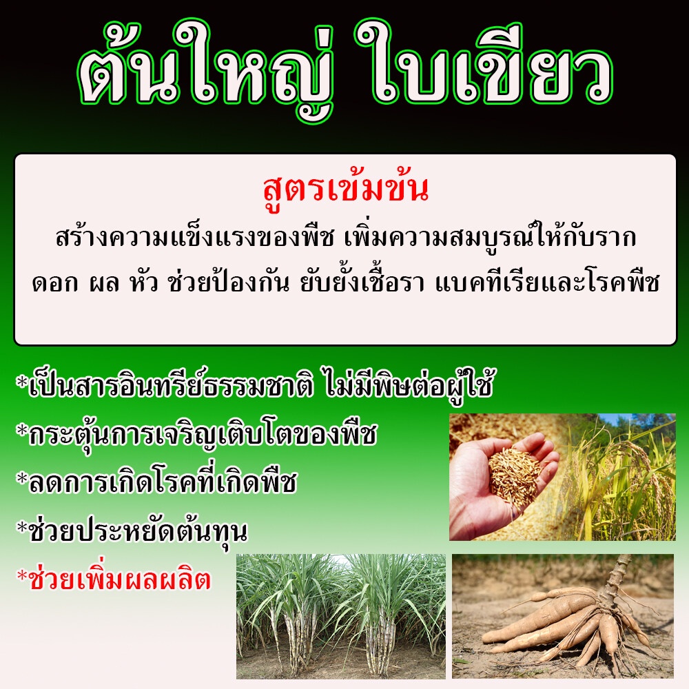 สูตรเข้มข้น-ปุ๋ยมันสำปะลัง-500-ซีซี-ฮอร์โมนระเบิดหัว-เร่งแป้ง-มันสำปะหลัง-ปุ๋ยเร่งรวงข้าว-ระเบิดหัวมัน-ปลอดสารพิษ100