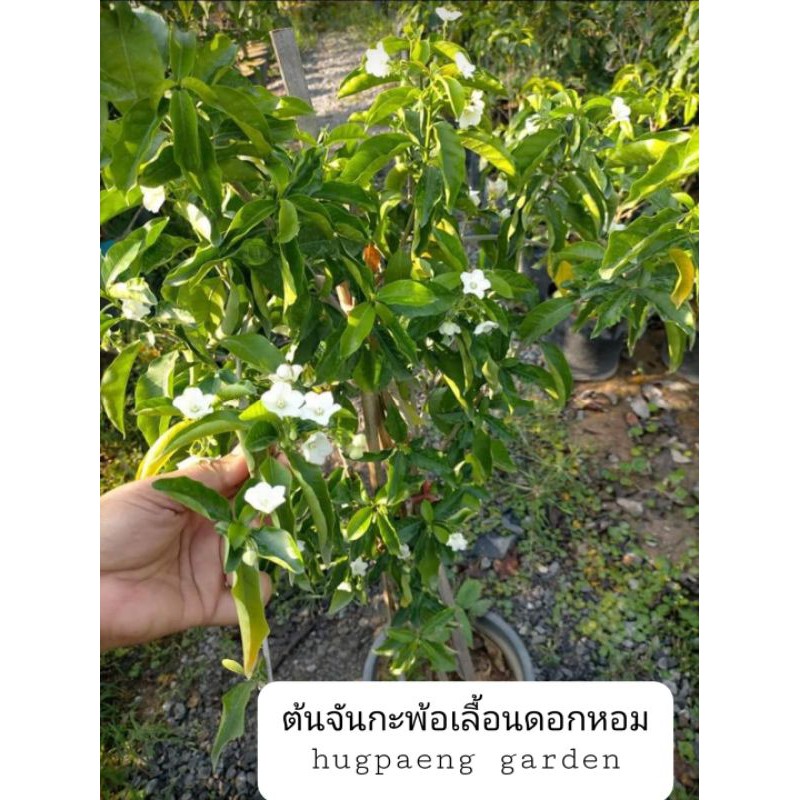 ต้นจันกะพ้อเลื้อยดอกหอมสูง-100-ซม