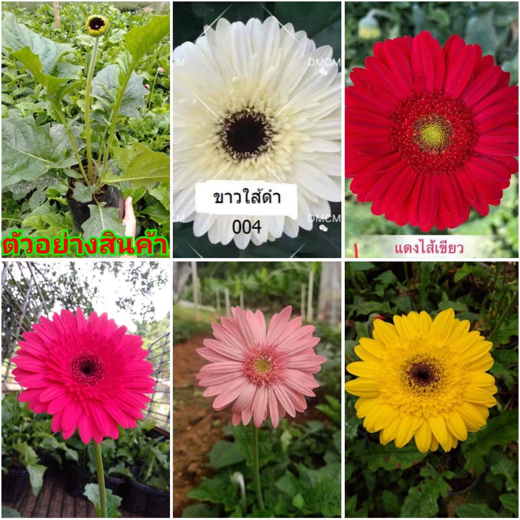 ขาย-ต้นพันธุ์-มี5สี-ดอก-ต้น-เยอร์บีล่า-เยอบีร่า-gerbera-ต้นเยอบีร่า-ดอกเยอบีร่า-ต้นเยอร์บีร่า-รักการปลูก