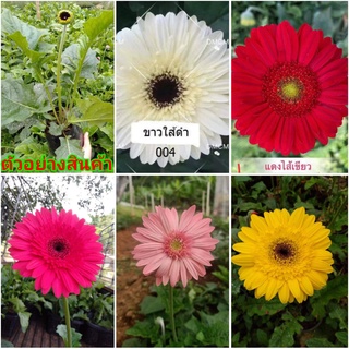 (ขาย ต้นพันธุ์) มี5สี ดอก ต้น เยอร์บีล่า เยอบีร่า gerbera ต้นเยอบีร่า ดอกเยอบีร่า ต้นเยอร์บีร่า / รักการปลูก