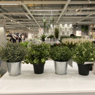 ภาพหน้าปกสินค้าFejka ต้นไม้ประดิษฐ์มีให้เลือก 4 แบบ สูง 22 cm. IKEA ที่เกี่ยวข้อง