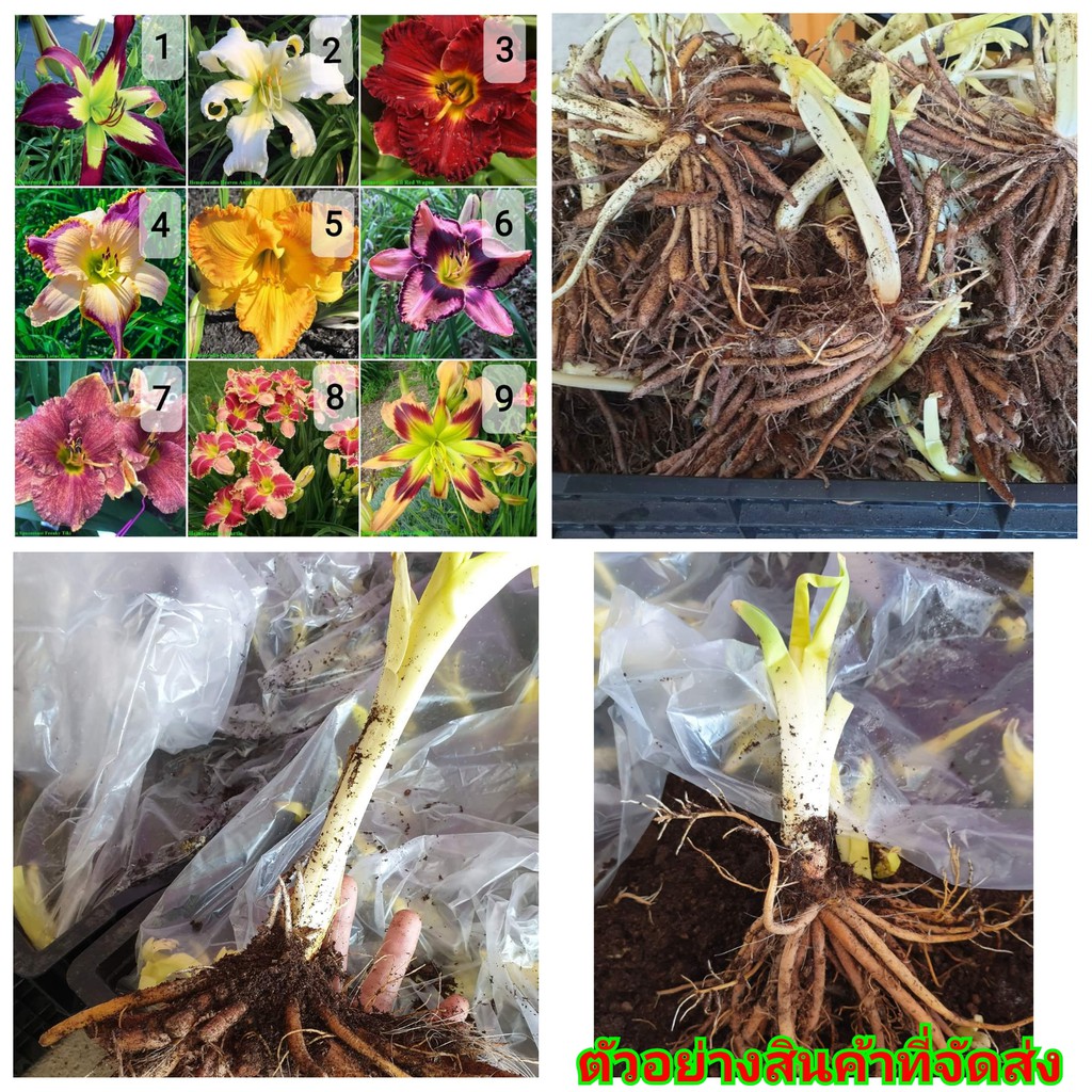 สั่งขั้นต่ำ3หน่อ-ขาย-หน่อพันธุ์-ต้น-หน่อ-เหง้า-หัว-ดอก-hemerocallis-ดอกไม้จีน-แม่ตาล