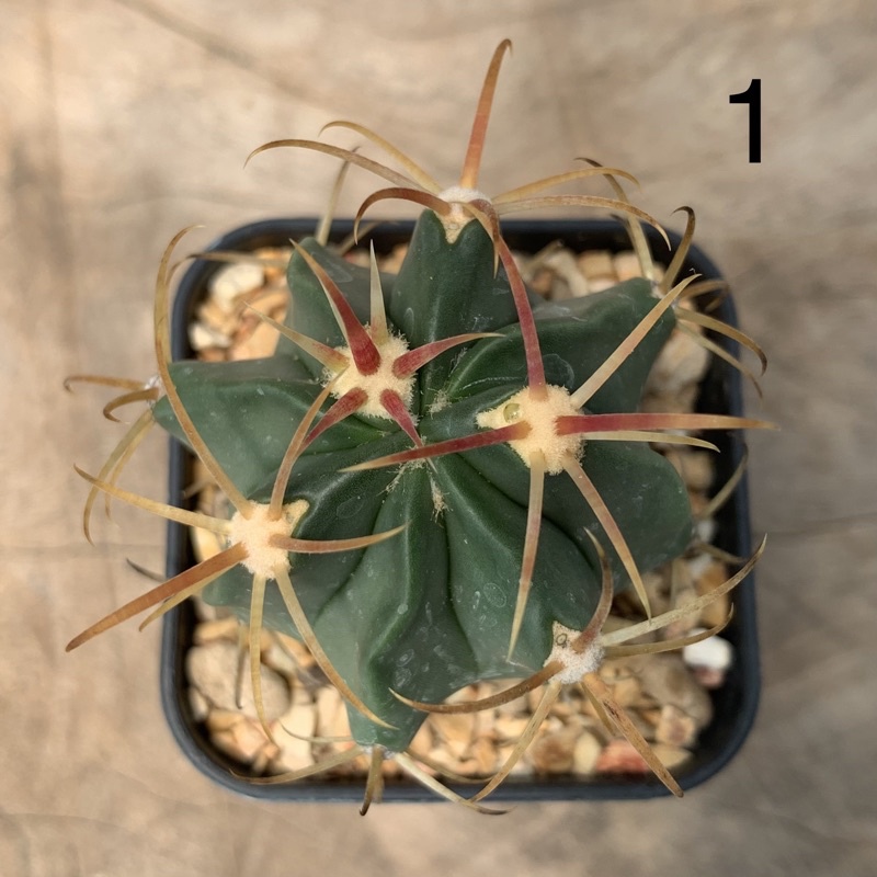 เฟอโรเล็บเหยี่ยว-ferocactus