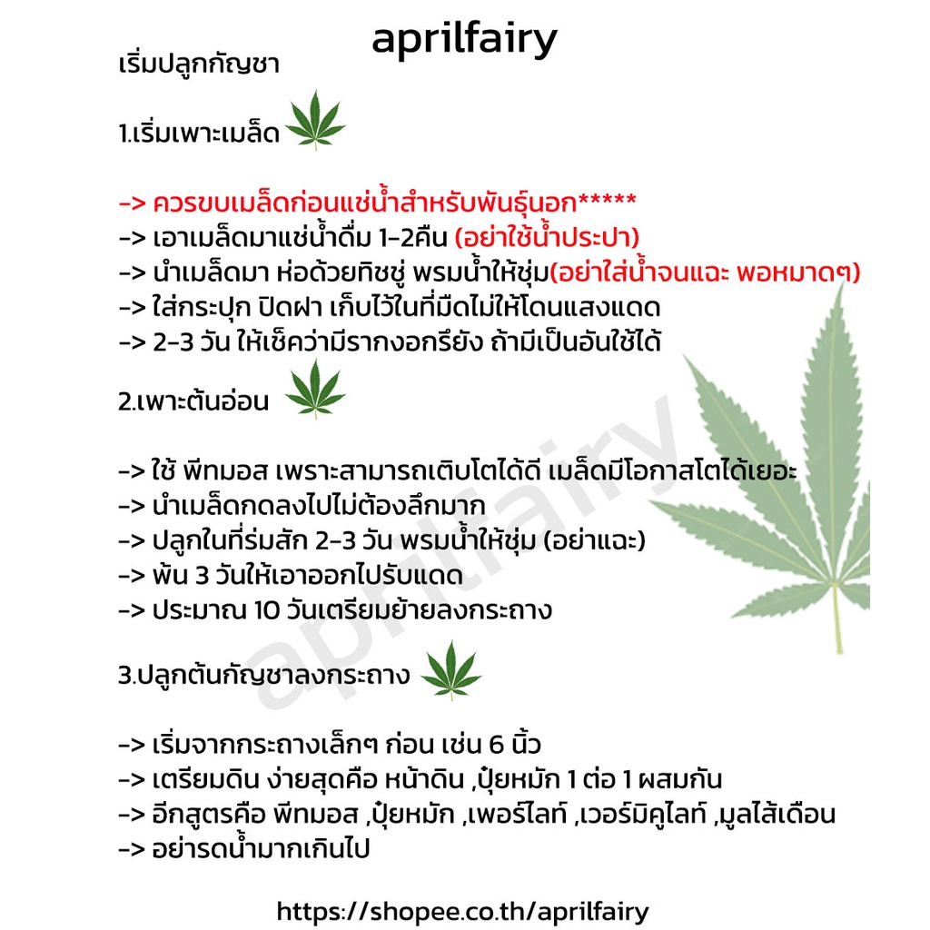 เมล็ดกัญชา-เมล็ดพันธุ์กัญชา-ลุงดำ-kd-เกาะเต่า-x-kd-ม่วง-เมล็ดสายพันธุ์แท้-คัดเพศเมีย-แก่จัด90-อัตราการงอกสูง-3เมล็ด