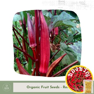 [Go Green] Red Okra Seeds - Organic Fruit Seeds手链/通心菜/裙子/芹菜/内裤/玫瑰/香菜/seeds/苹果/向日葵//กุหลาบ AO7N