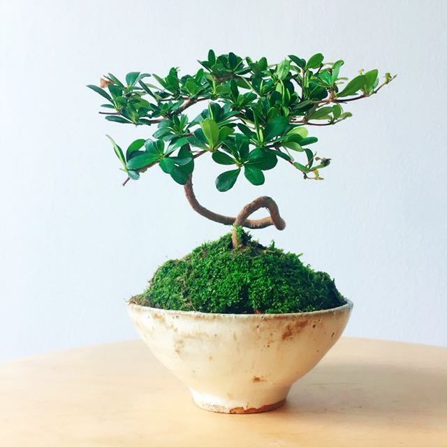 ช้อป หูกระจง แคระ ง่าย ๆ บน Shopee | พ.ค. 2026